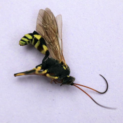  Amblyteles armatorius