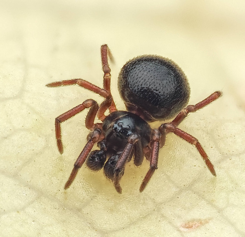 Linyphiidae Money Spiders NatureSpot