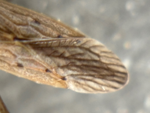 Field Damsel Bug Nabis ferus