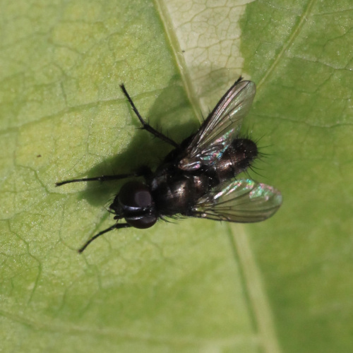 Species image