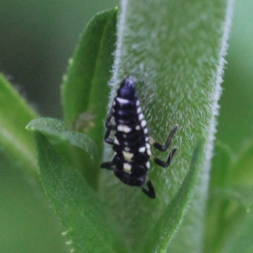 14 Spot ladybird Propylea quattuordecimpunctata
