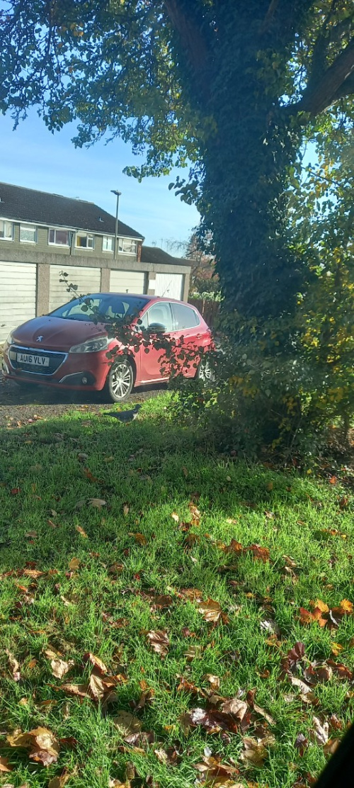 Wood Pigeon Columba palumbus