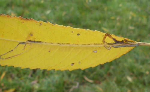 Willow Bent-wing Phyllocnistis saligna