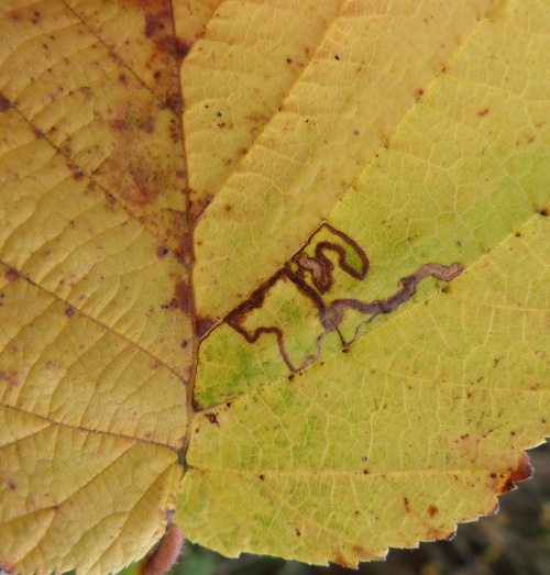 Nut-tree Pigmy Stigmella microtheriella