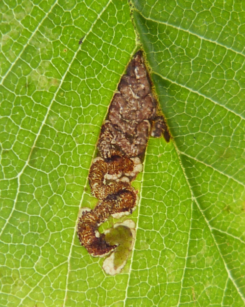 Photo of the association