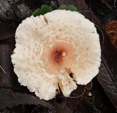 Stinking Dapperling | NatureSpot