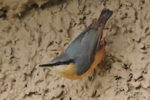 Nuthatch Sitta europaea