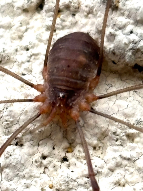  Opilio canestrinii