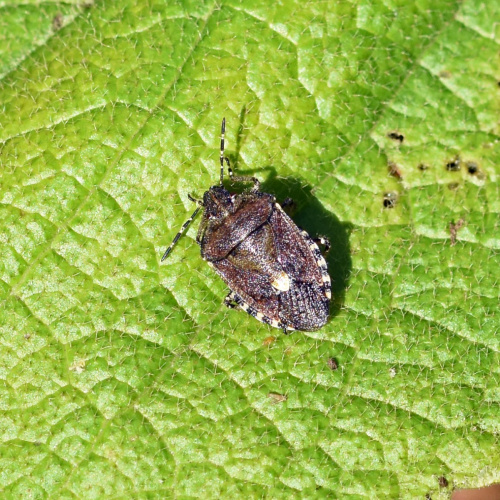 Sloe Bug Dolycoris baccarum