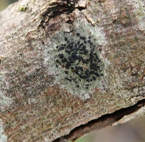  Lecidella elaeochroma