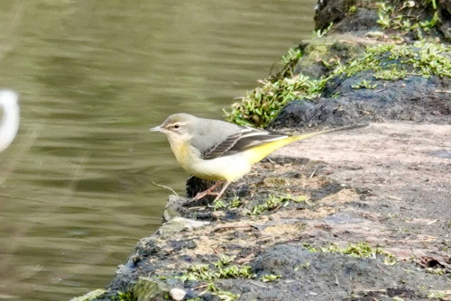 Grey Wagtail Motacilla cinerea