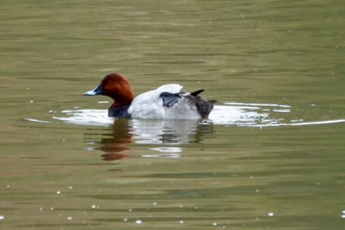Pochard Aythya ferina