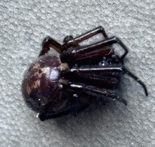 False Widow Spider Steatoda nobilis