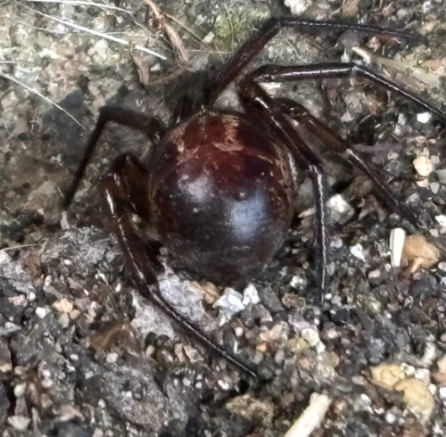 False Widow Spider Steatoda nobilis