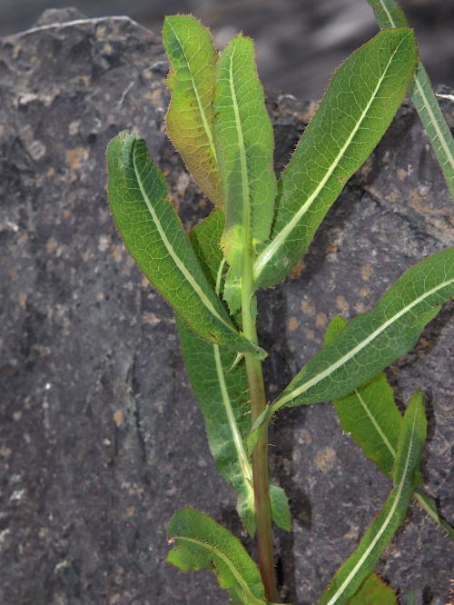 Prickly Lettuce Lactuca serriola