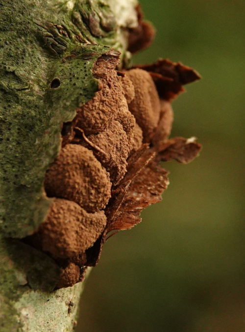 Spring Hazelcup Encoelia furfuracea