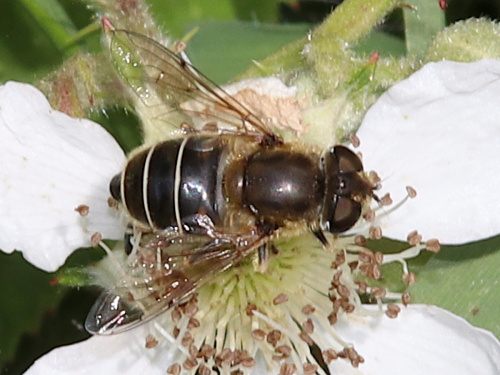  Eristalis nemorum