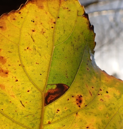 Black-poplar Pigmy Stigmella trimaculella