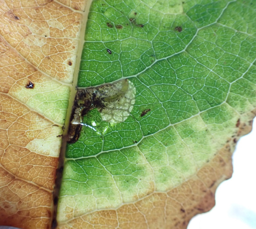 Black-spot Sallow Pigmy Ectoedemia intimella