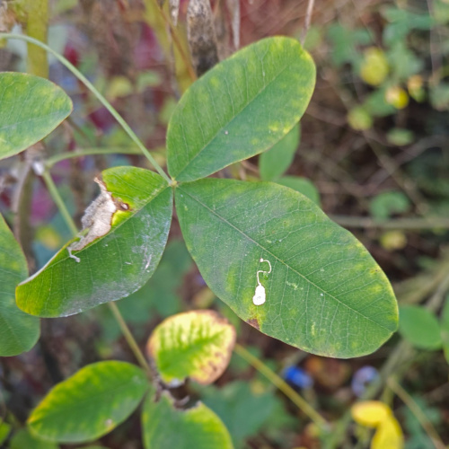 Laburnum Leaf Miner Leucoptera laburnella