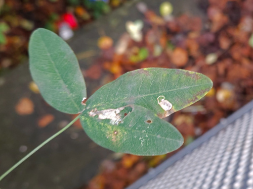 Laburnum Leaf Miner Leucoptera laburnella