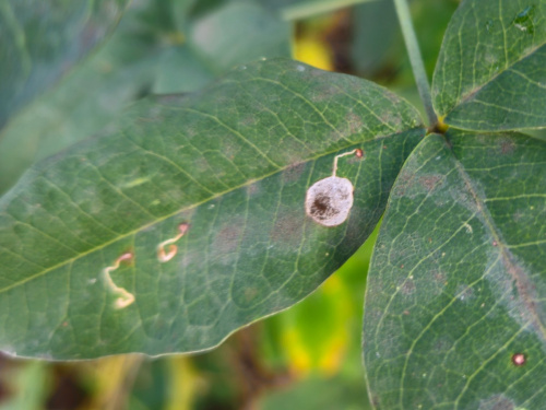 Laburnum Leaf Miner Leucoptera laburnella