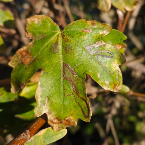 Scarce Maple Pigmy Stigmella aceris