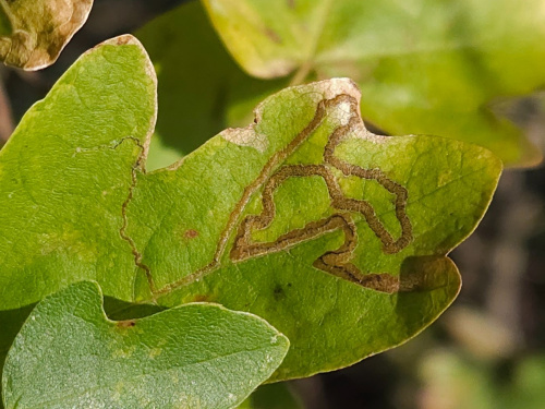 Scarce Maple Pigmy Stigmella aceris