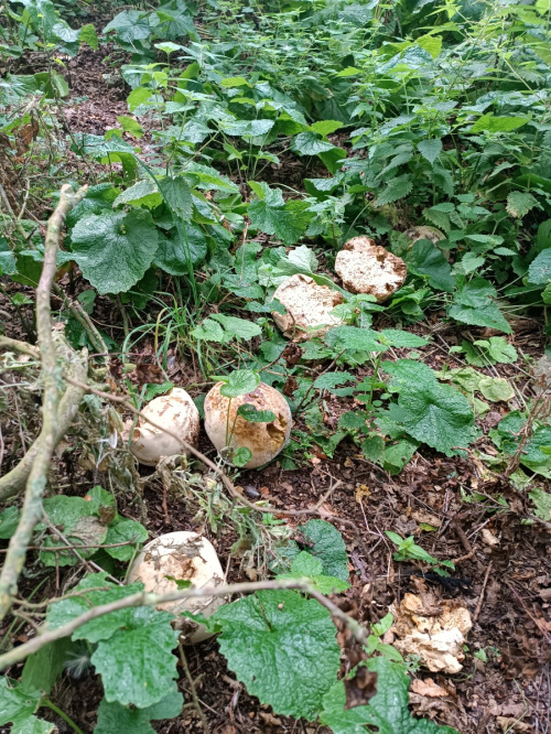 Giant Puffball Calvatia gigantea