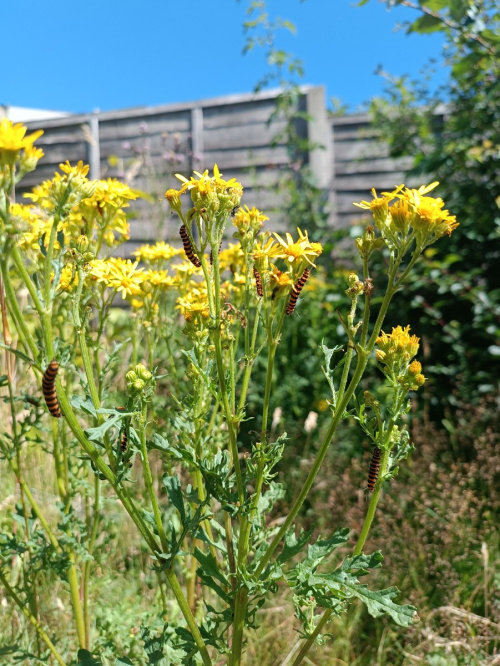 Cinnabar Tyria jacobaeae