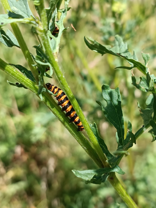Cinnabar Tyria jacobaeae