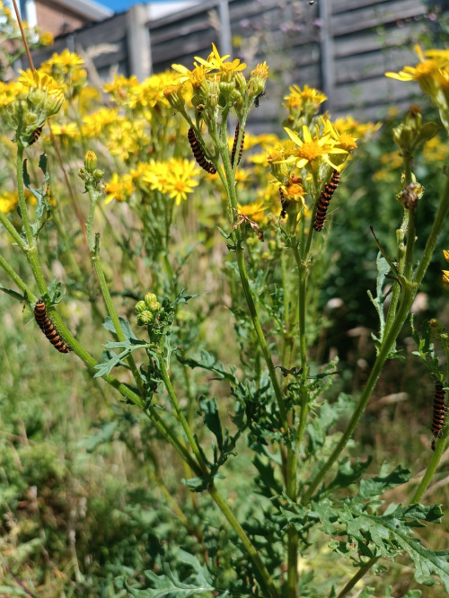 Cinnabar Tyria jacobaeae