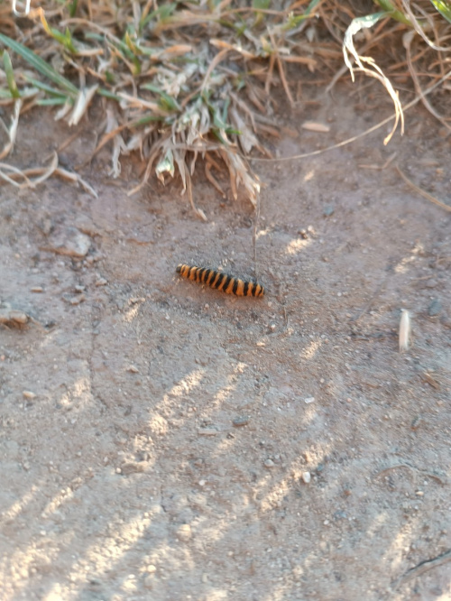 Cinnabar Tyria jacobaeae