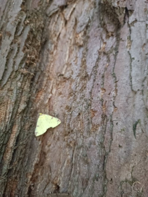 Brimstone Moth Opisthograptis luteolata