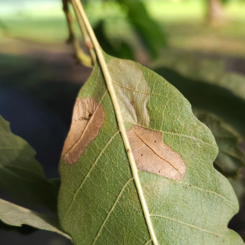 Garden Midget Phyllonorycter messaniella