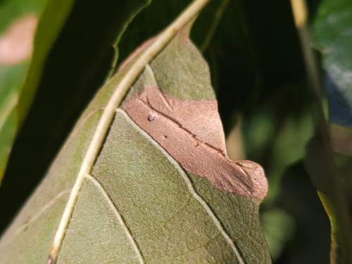 Garden Midget Phyllonorycter messaniella