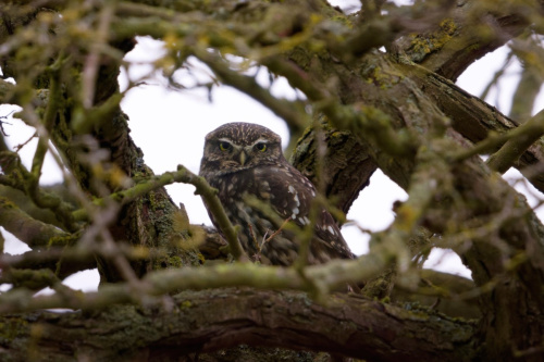 Little Owl Athene noctua