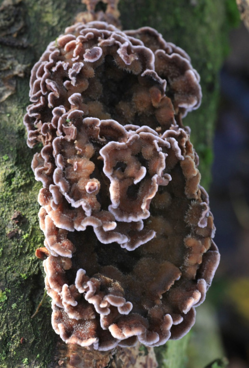 Silverleaf Fungus | NatureSpot