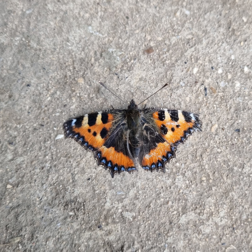 Small Tortoiseshell Aglais urticae