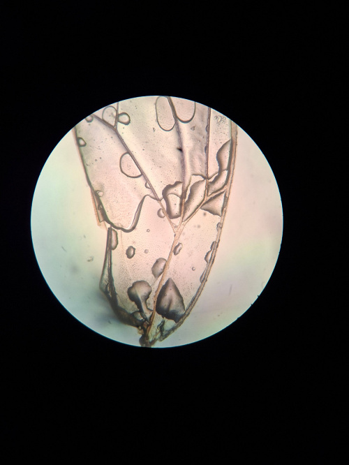  Bactericera albiventris