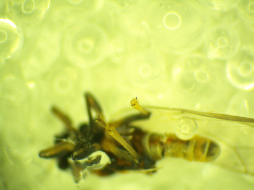  Bactericera albiventris