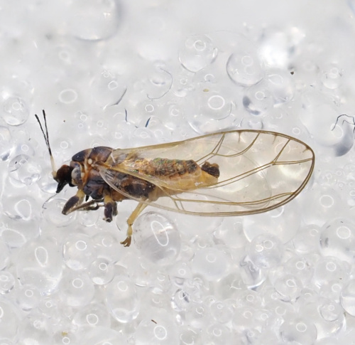  Bactericera albiventris