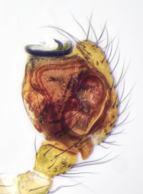  Bathyphantes gracilis