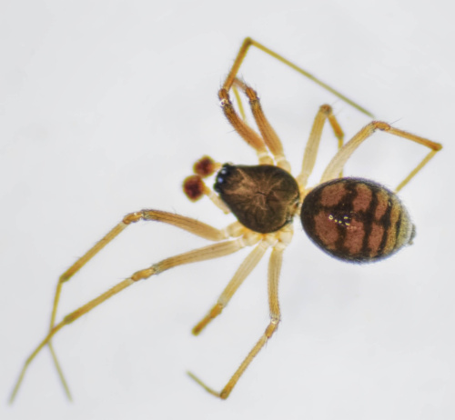  Bathyphantes gracilis