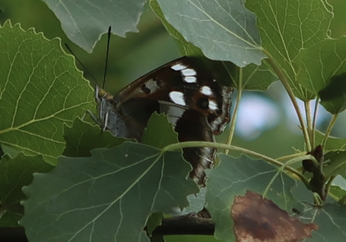 Purple Emperor Apatura iris