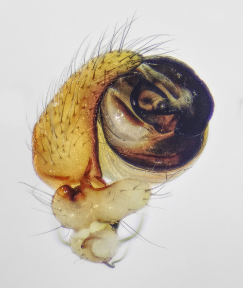 Cucumber Green Orb Spider Araniella cucurbitina sensu stricto