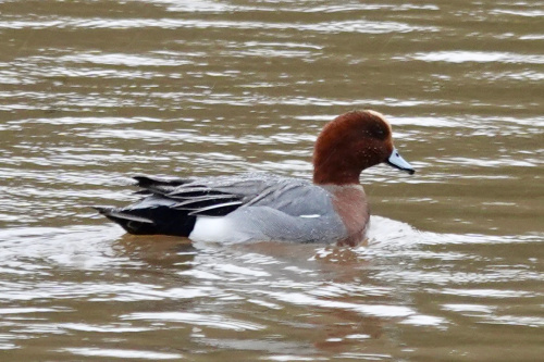 Species image