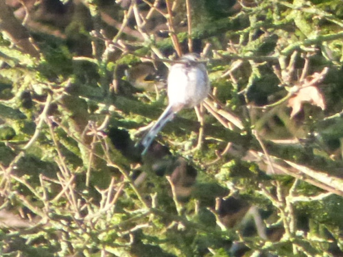 Long-tailed Tit Aegithalos caudatus