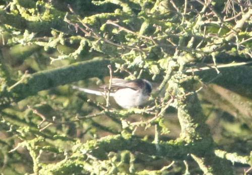 Long-tailed Tit Aegithalos caudatus