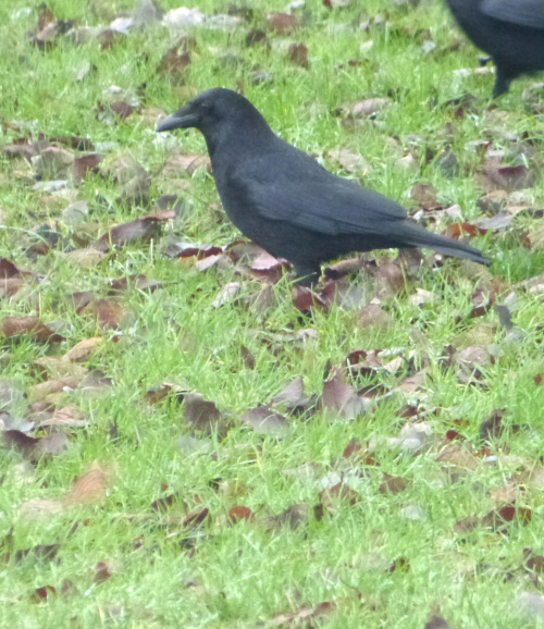 Carrion Crow Corvus corone